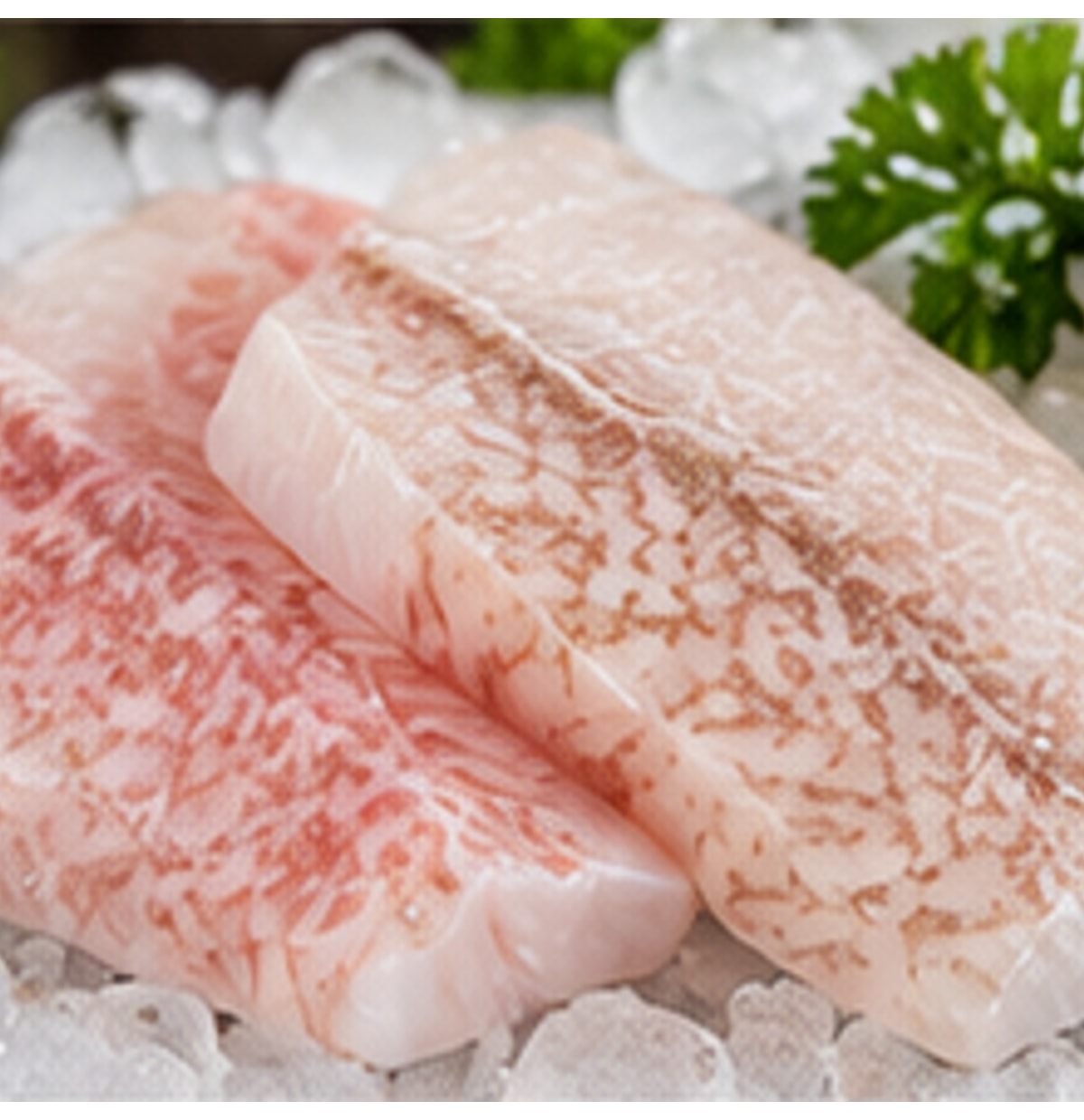 Grouper Fillet