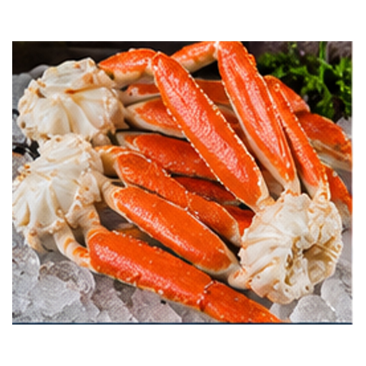 Snow Crab